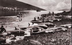 Faroe Islands 1950